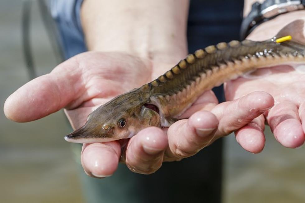 Lawsuit Filed Over Pallid Sturgeon in Montana&#8217;s Yellowstone River