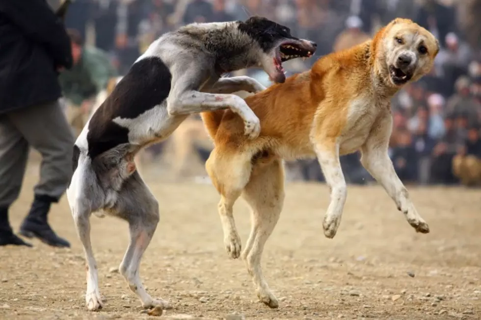 Montana Legislature Considers Criminal Charges for Spectators at Dog Fights