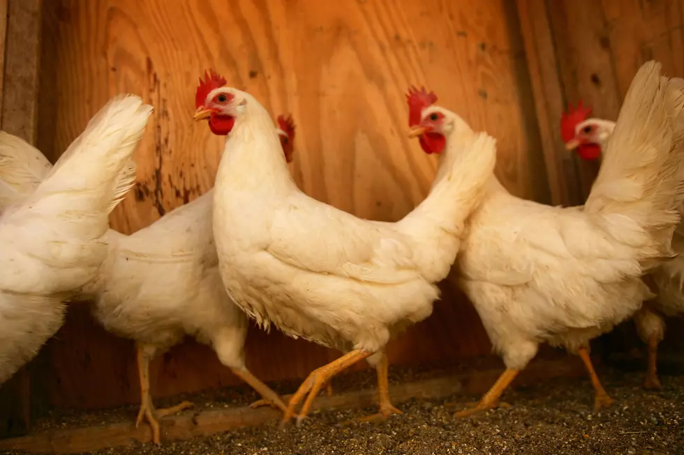 14 Montanans Have Been Diagnosed With Salmonella, DPHHS Recommends Not Kissing Live Poultry