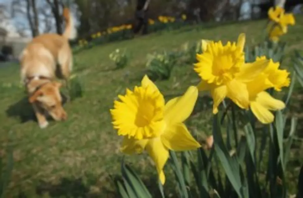 Animal-Borne Illnesses Rise During Springtime in Montana