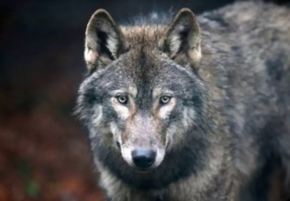 Gray Wolf Population Drops in Montana