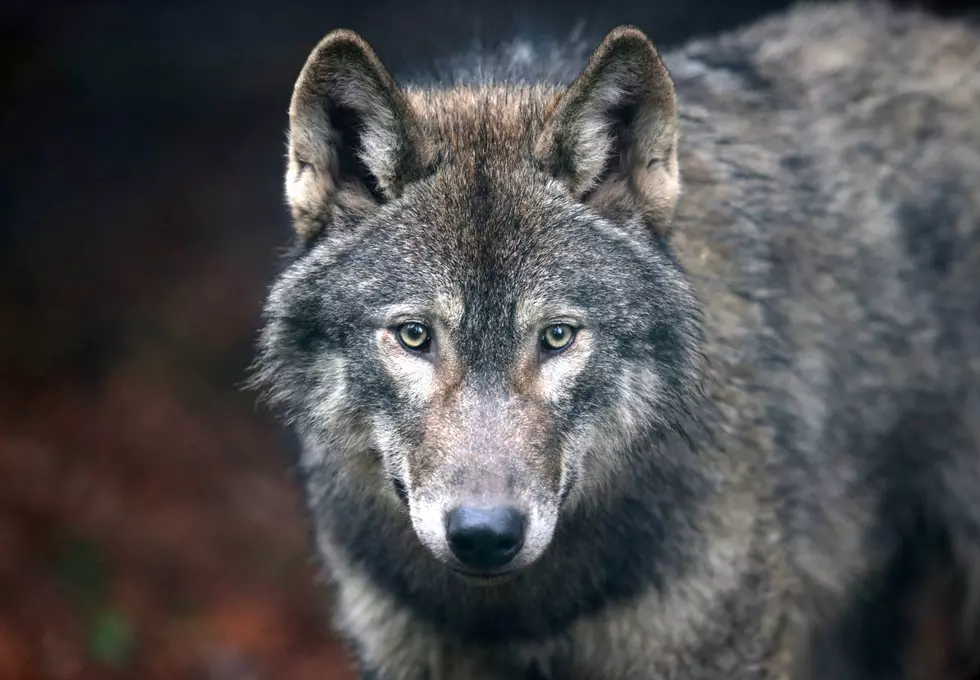 Gray Wolf Population Drops in Montana