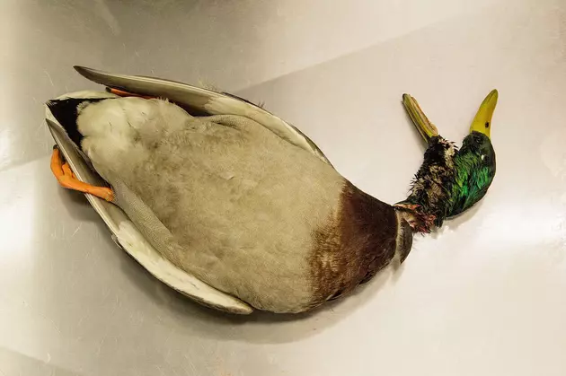 Avian Influenza Reported in a Hunter Harvested Wild Bird in Montana