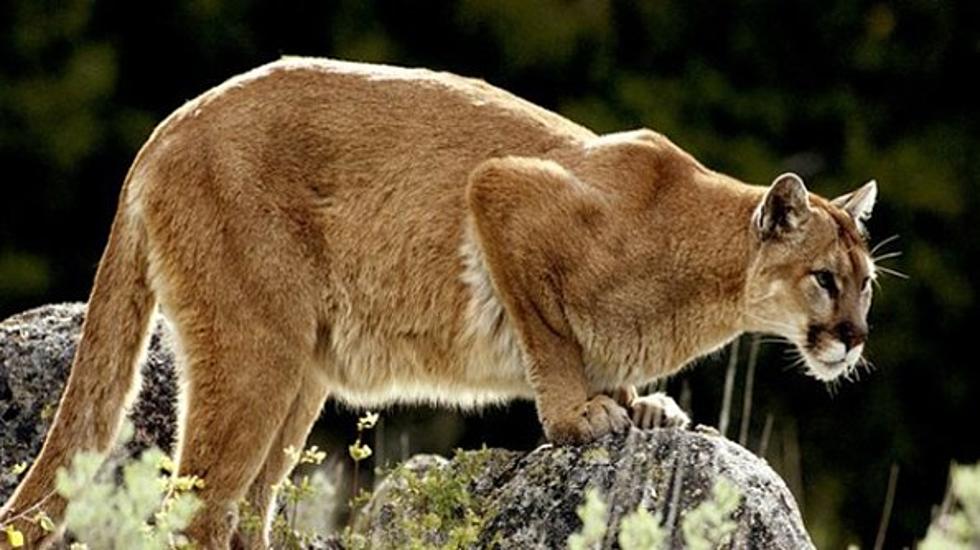 Montana FWP at Work on New Mountain Lion Management Plan