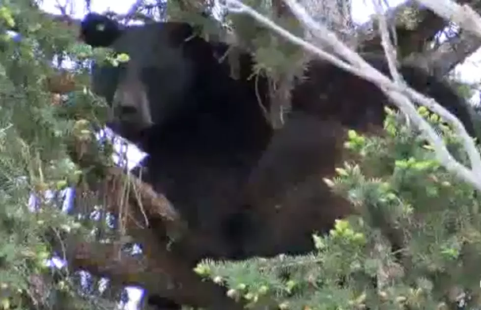 Nuisance Bear Dies After Climbing Up Missoula Tree
