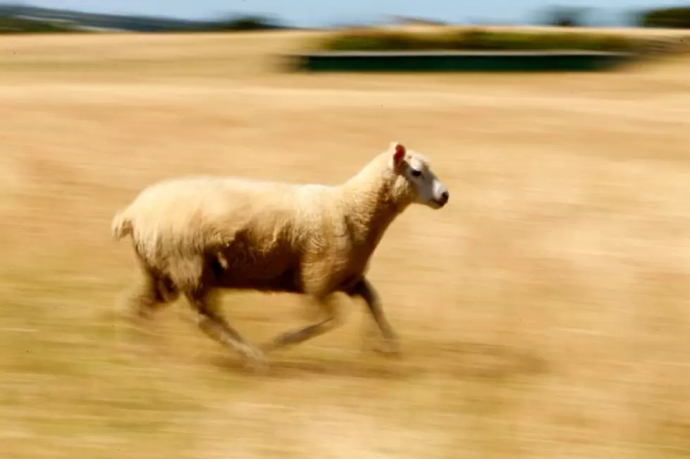 Missoula Police Attempt to Catch Sheep After 911 Call