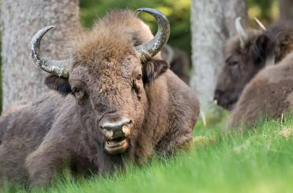 Legislation Drafted for Transfer of Bison Range