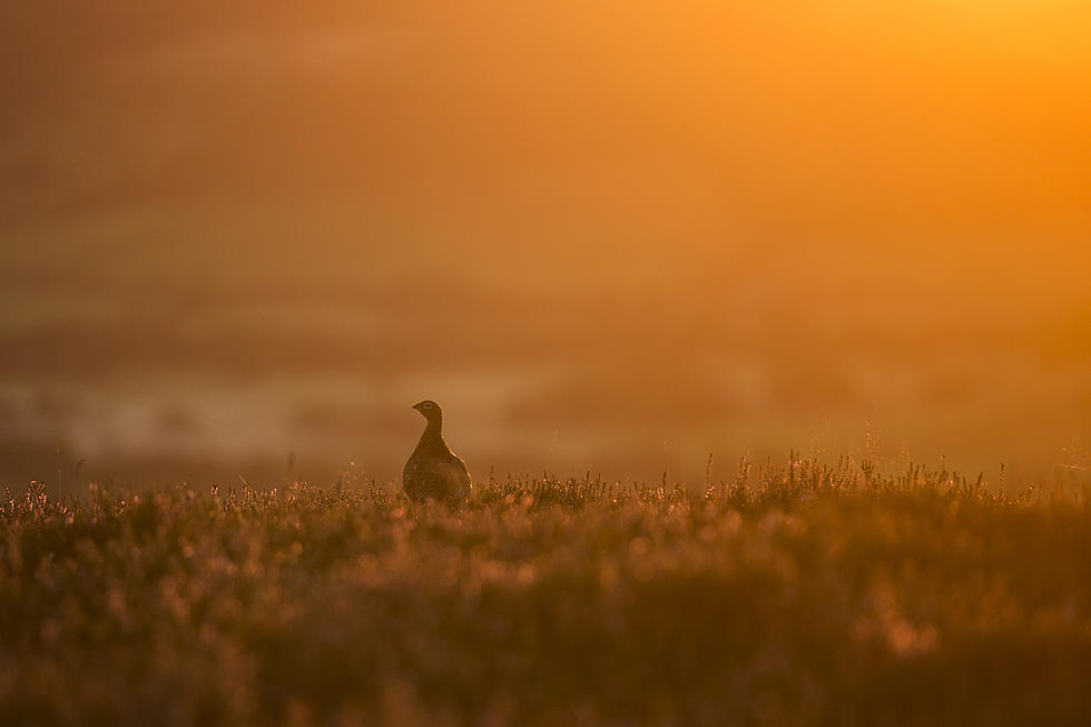 Governor Bullock Signs “Memorandum of Understanding” on Sage Grouse Habitat