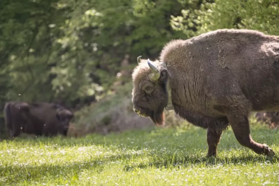 Yellowstone &#8220;Selfie&#8221; Bison Attack Just One of Many Photography Disasters