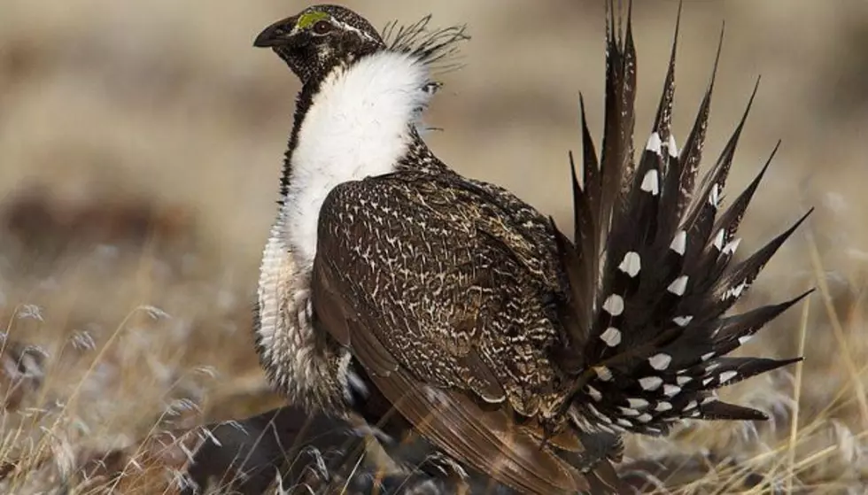 Governor Steve Bullock Not Pleased With Sage Grouse Plan