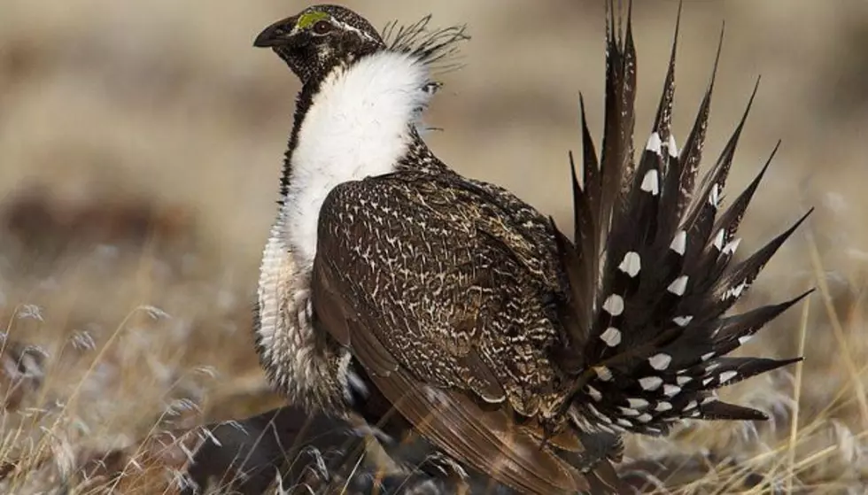 Montana Prisoners Growing Sage Brush for Sage-grouse Habitat