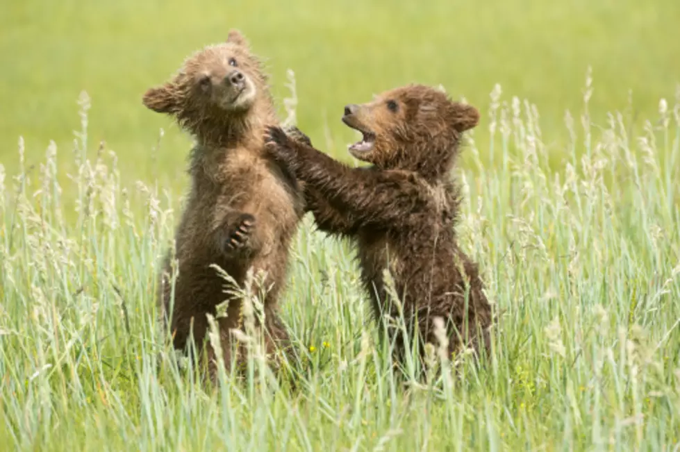 Two Young Grizzly Bears Were Euthanized Due to Food Conditioning