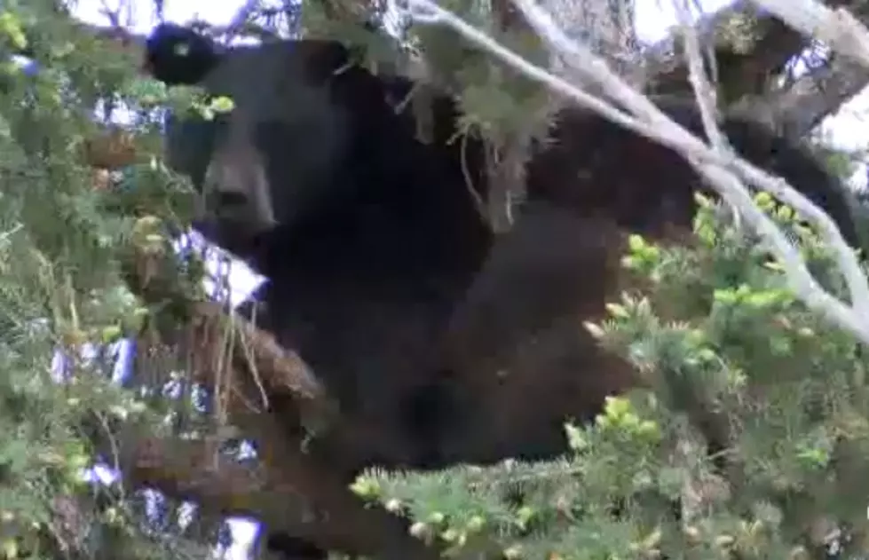 Missoula Seeing a Lot More Bears Lured in by Fruit Trees