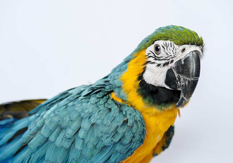 Great Falls Man Sentenced for Animal Cruelty After Attacking Macaw
