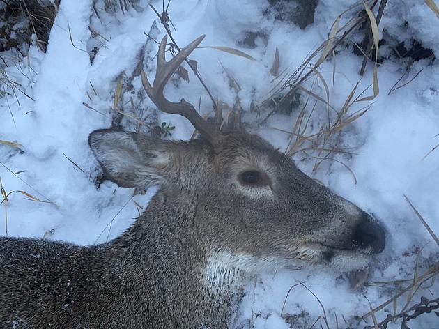 Western Montana Hunters Harvest Exactly the Same Number of Animals as 2015