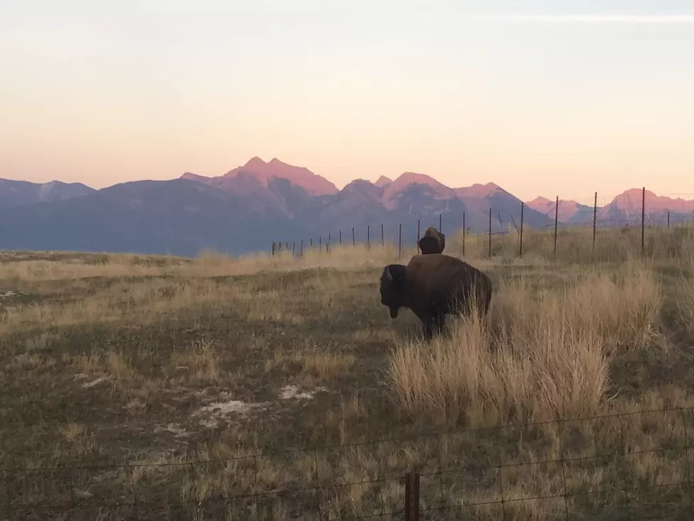 Listen – Journalist Suing Yellowstone Over Bison Culling Makes His Case
