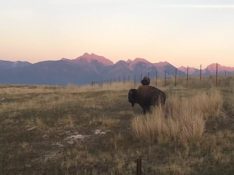 Environmental Group Files Lawsuit Over Transfer of Bison Range