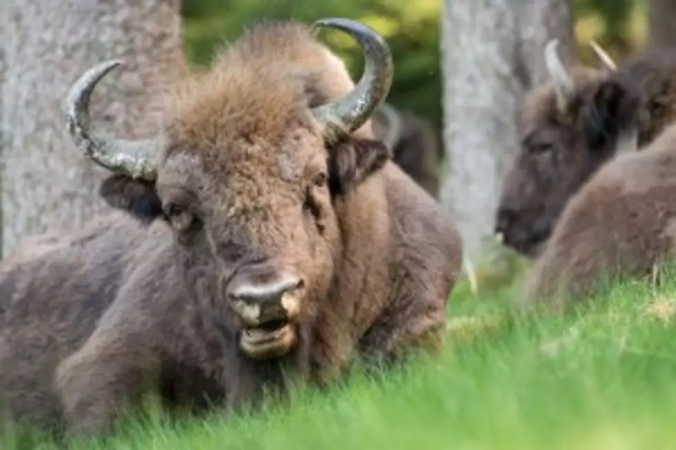 Report Finds Grand Canyon Bison are Native to Region