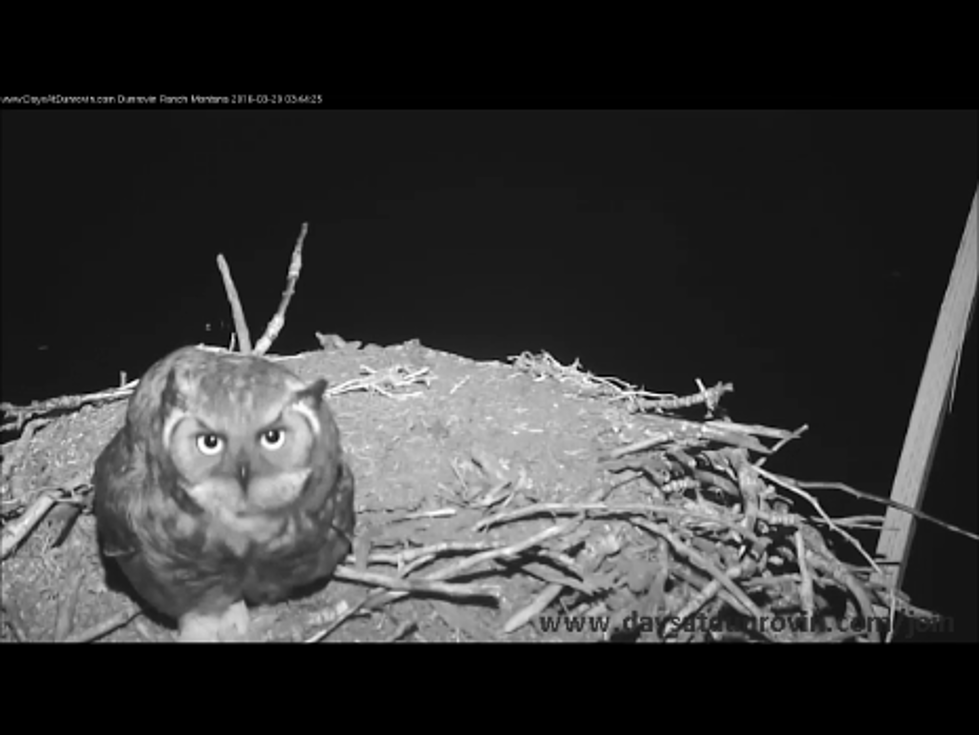 Lolo Bird Fight? Owl Taking Over Nest On Live Cam