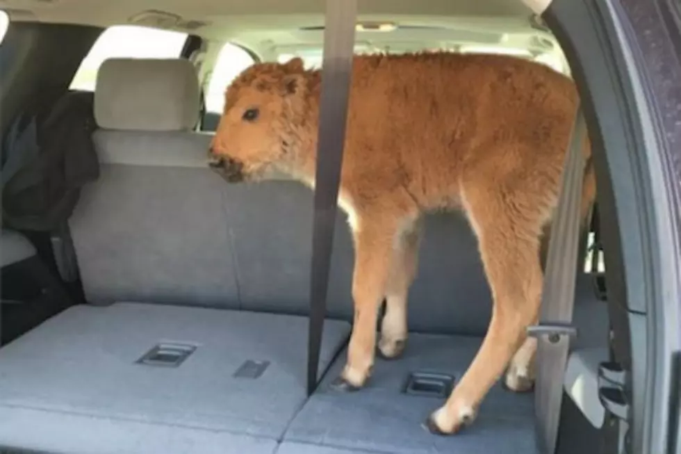 Men Defend Loading Yellowstone Bison Calf Into Vehicle