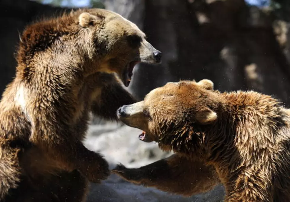 See Amazing Photos of A Grizzly Taking on A Pack of Wolves