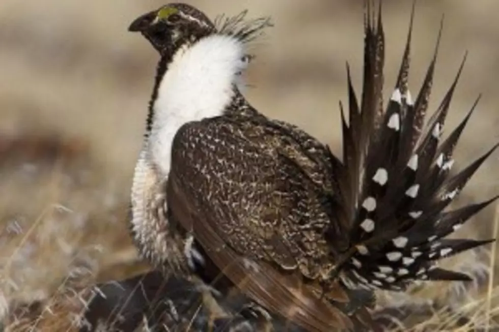 Energy Companies Sue Over Sage Grouse Restrictions – State Headlines