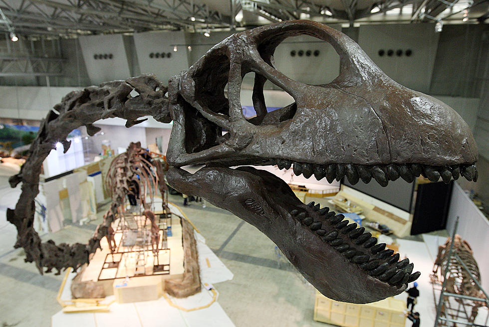 Work Begins Soon on Unearthing Montana’s Largest Fossil “Big Monty”