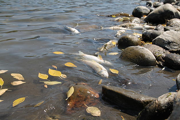 Parasite Kills Thousands of Whitefish, Closure of River Begins Today