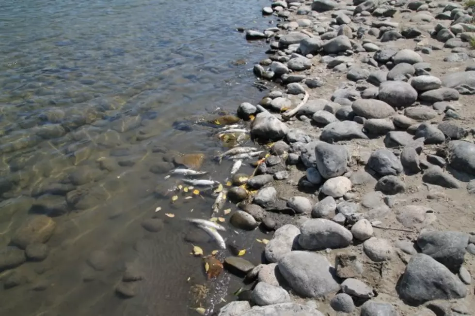 The Parasite That Killed 4,000 Whitefish in Yellowstone Has Spread To Surrounding Rivers