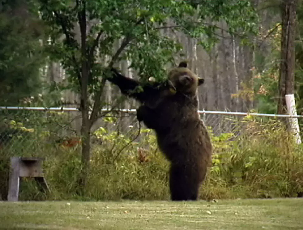 ‘Tis The Season For Bears In The Backyard
