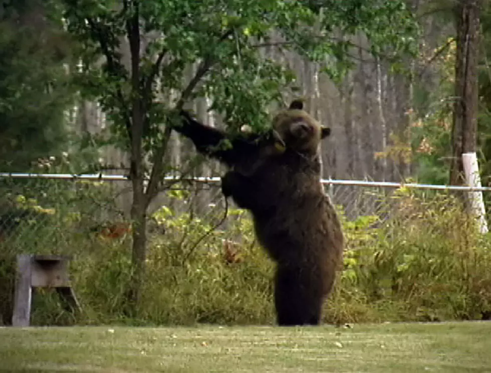 Busy Bears in Missoula &#8211; 10 to 15 Reports Received Each Day