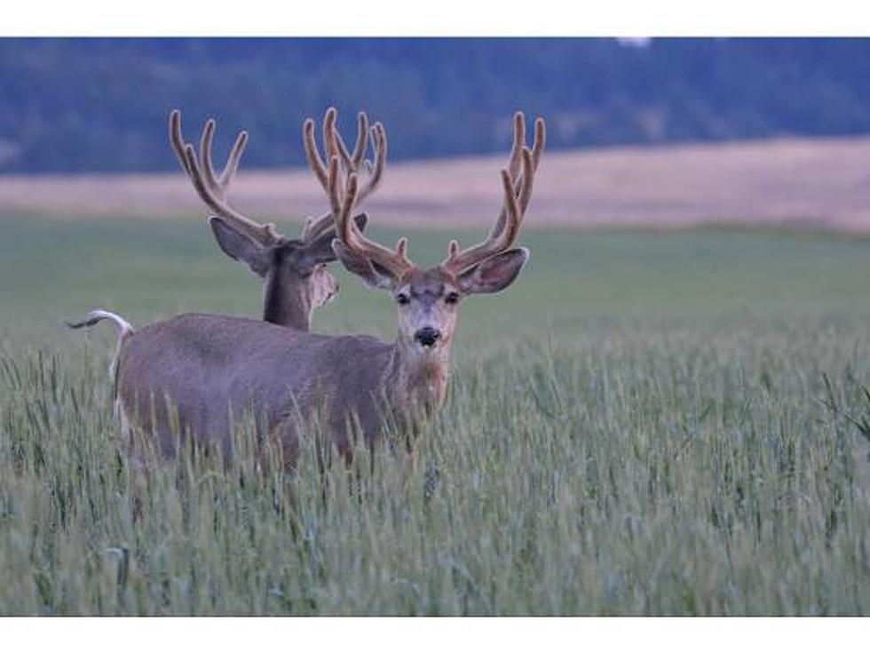 Hunting Seasons Underway in Montana