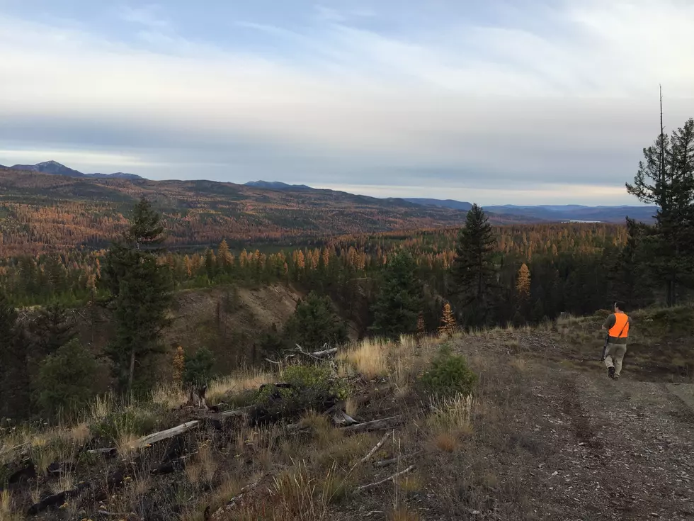 Slow Start to Hunting Season in Western Montana, Number of Hunters and Elk Harvest Down Slightly