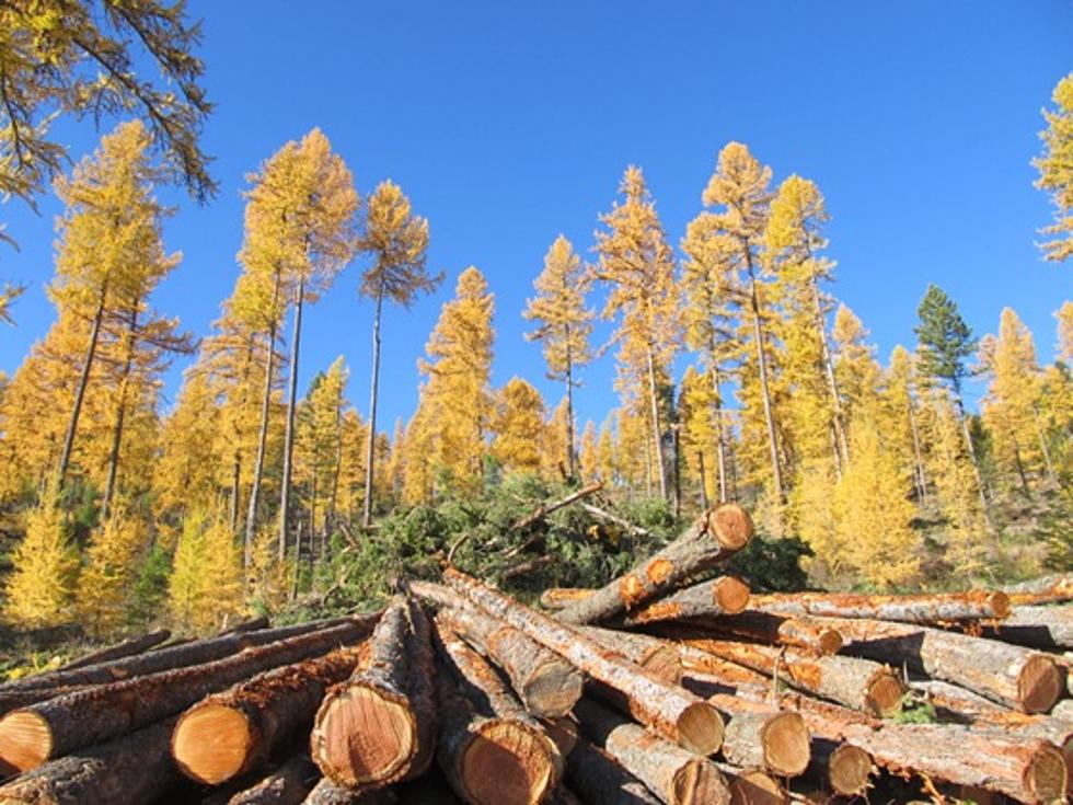 Wednesday is National Bioenergy Day – National Forest Products Week