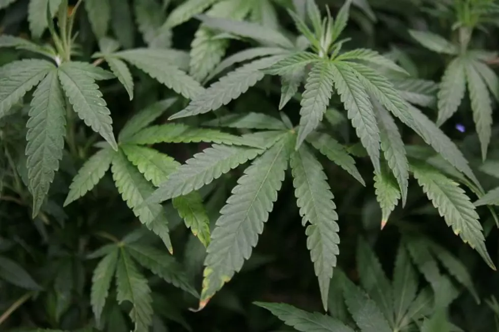 Judge Rules For Immediate Openings For Medical Marijuana Dispensaries – State Headlines