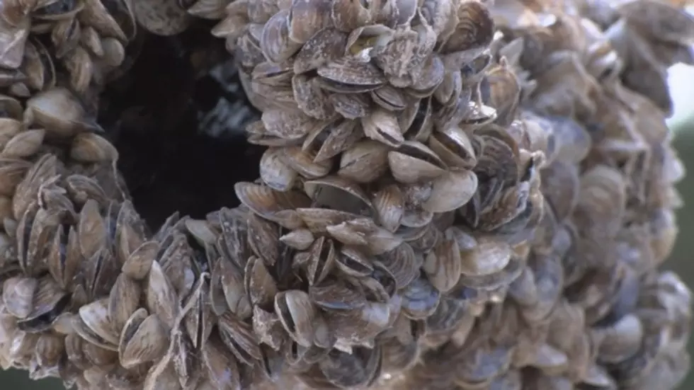 Tribal Leaders Declare Emergency Over Invasive Mussels