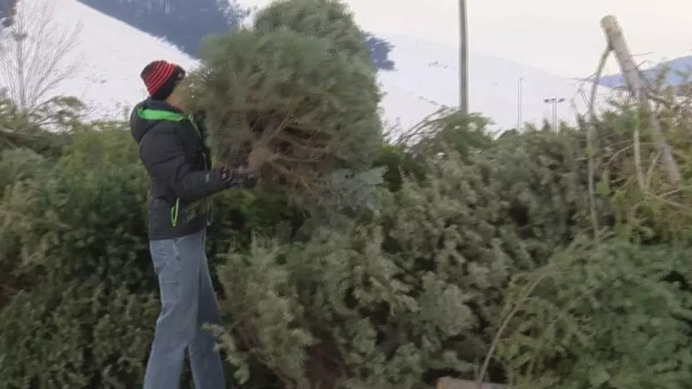 Officials Warn Public of Christmas Tree Fire Hazard After Burn in Great Falls