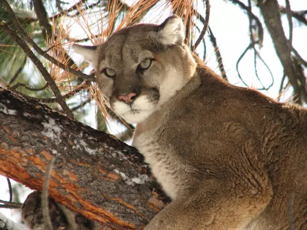 Mountain Lion Spotted Near Hamilton Hospital, Montana FWP Responds