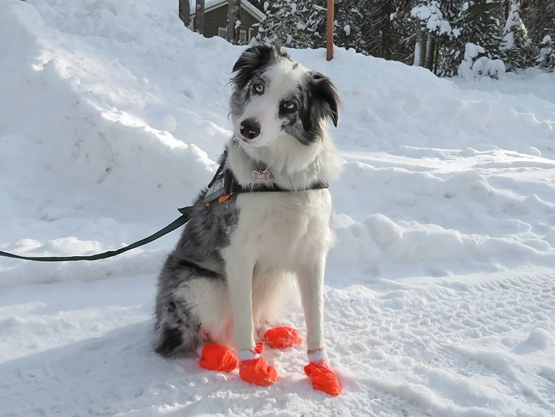 Our own Gracie the Bark Ranger is - Glacier National Park