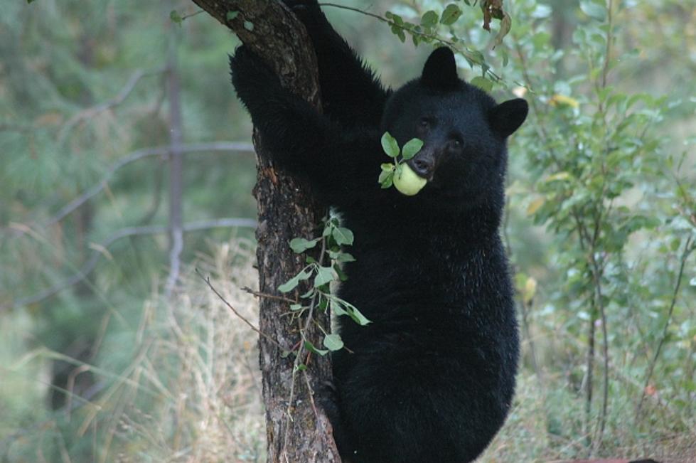 Bears After The Apples - A Sure Sign Of Fall - What To Do And What NOT To Do