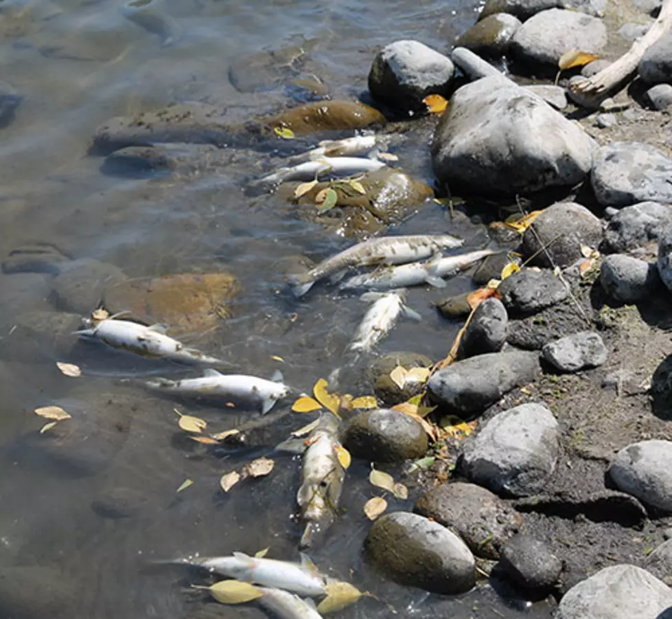 Yellowstone River Fish Killed By Same Parasite As Last Year – On A Much Smaller Scale