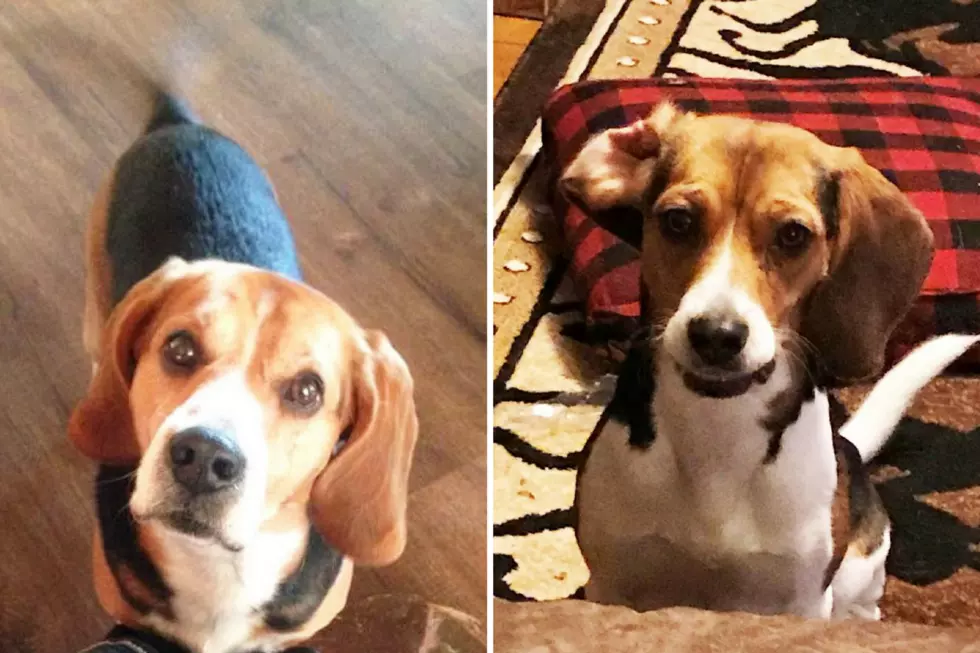 Community Raises $3,000 Reward for Tips on Murdered Beagles
