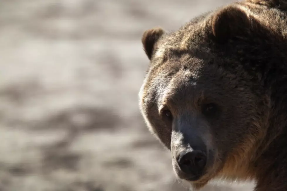 Biologists to Continue Grizzly Captures, Research in YNP