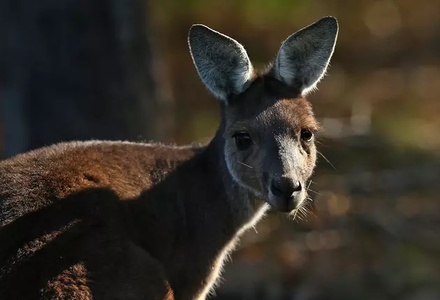 Montana Trooper Says He Saw a Kangaroo Near Highway Rollover Accident