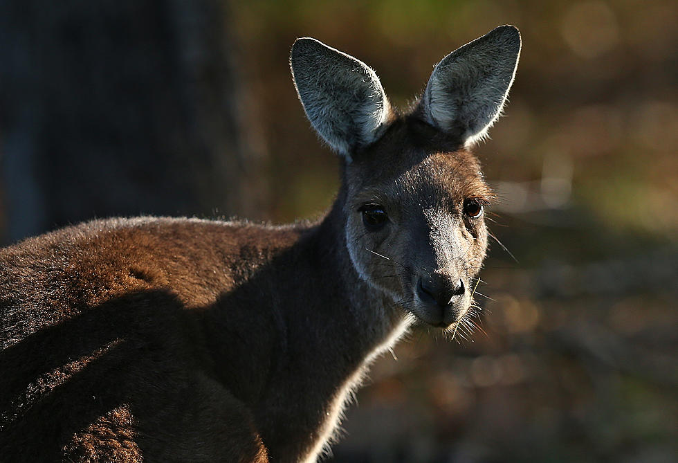 Montana Trooper Says He Saw a Kangaroo Near Highway Rollover Accident