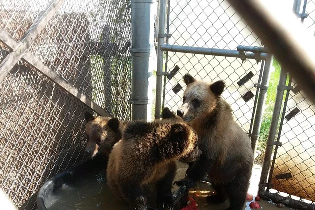 Three Orphaned Montana Grizzly Bear Cubs Head to Zoo in Quebec