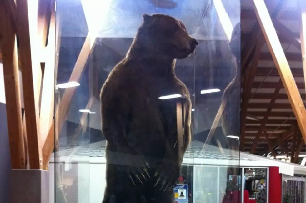 Big Bear at Missoula County Airport to Stay and Be ‘Spokes Bear’