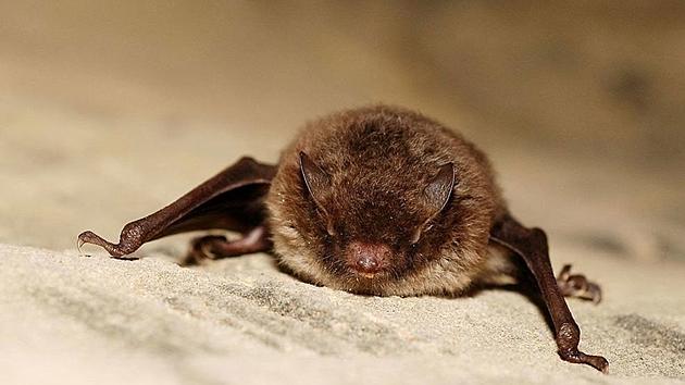 Rabid Bat Found in Rattlesnake is Just One of Many in Missoula