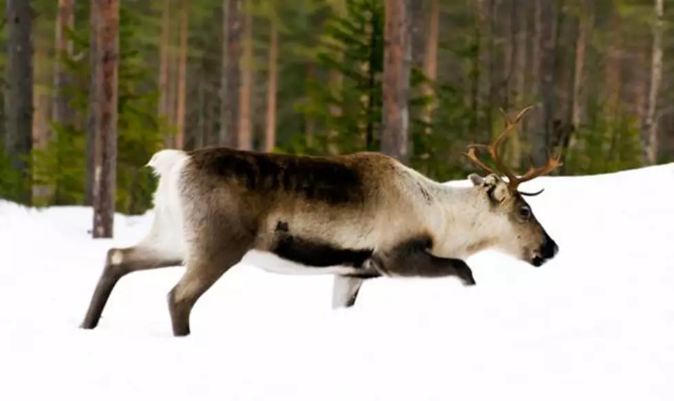 Is that a Reindeer!? Rare Montana Sighting of Disappearing Species