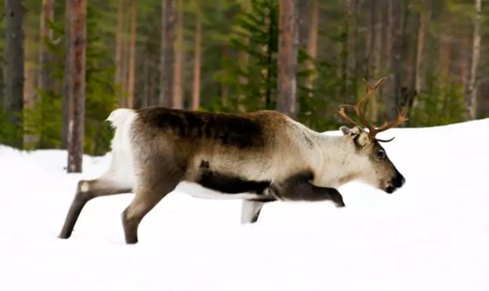 Reindeer? Rare Montana Sighting of Disappearing Species 